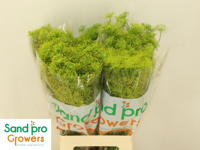 <h4>ANETHUM GRAVEOLENS ANET GRAVEOLENS</h4>