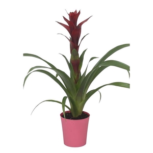 Guzmania switch in roze plastic pot