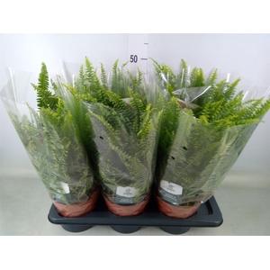 Nephrolepis exal. 'Green Lady'