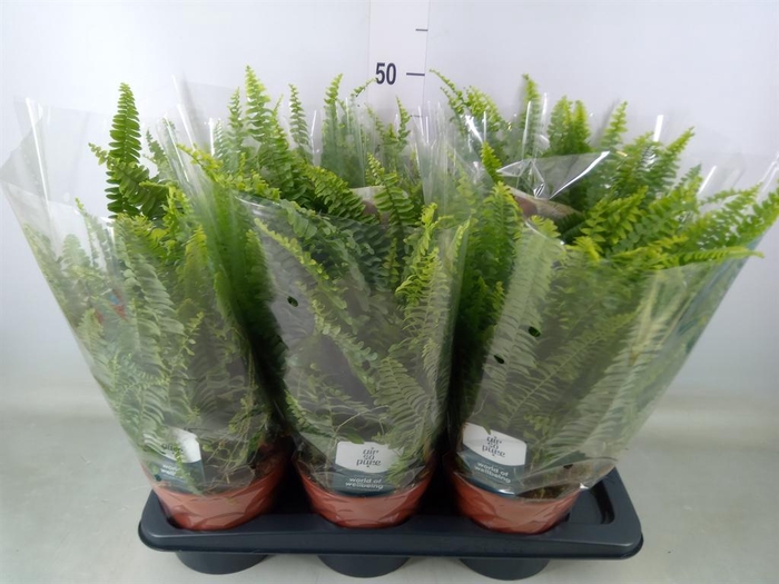 <h4>Nephrolepis exal. 'Green Lady'</h4>