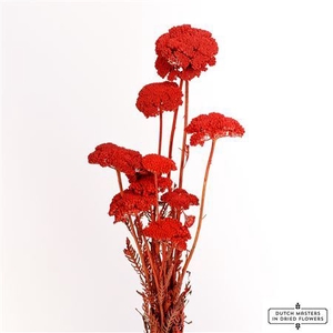 Dried Achillea X5 Red Bunch