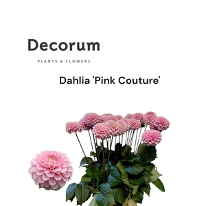 Decorum Dahlia ' Pink Couture' 996