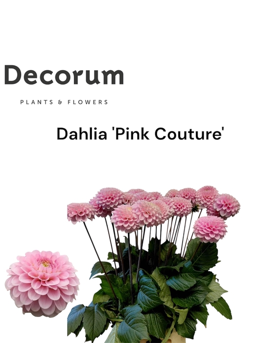 <h4>Decorum Dahlia ' Pink Couture' 996</h4>