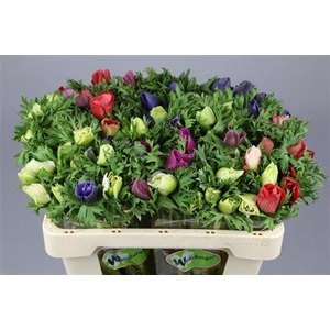 ANEMONE GALIL MIXED IN BUNCH