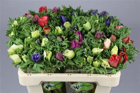 <h4>ANEMONE GALIL MIXED IN BUNCH</h4>