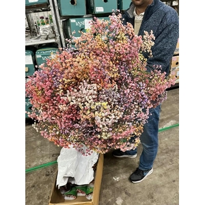Gyps ec paint xlence dverano blossom