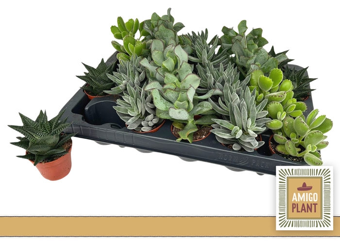 <h4>SUCC GEM 5 SRT</h4>