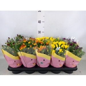 Chrysanthemum   ..mix 5