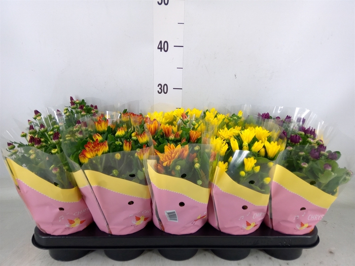 <h4>Chrysanthemum   ..mix 5</h4>