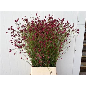 Sanguisorba O Arnhem