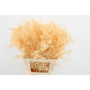 PF Ruscus 70cm Bs Apricot