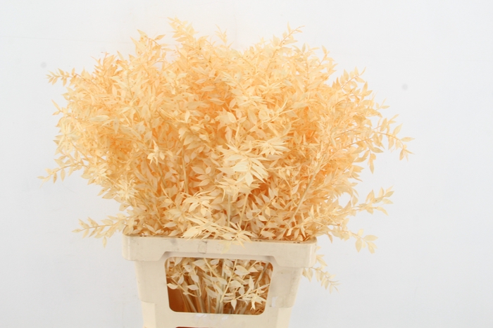 <h4>PF Ruscus 70cm Bs Apricot</h4>
