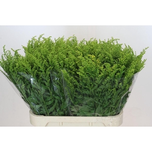 Solidago Golden Glory