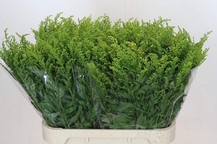 Solidago Golden Glory