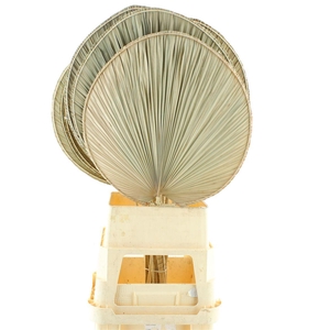 Dried Palm Ovaal Xl Per Stem L115 W45