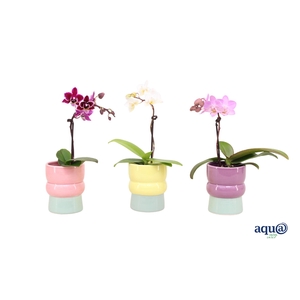 Nova Mix Tiny Dolls Mix 1T7+ Aqu@