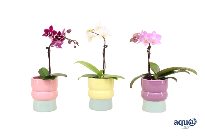 <h4>Nova Mix Tiny Dolls Mix 1T7+ Aqu@</h4>