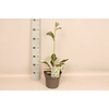 vaste planten 19 cm  Hosta Patriot afd. 1