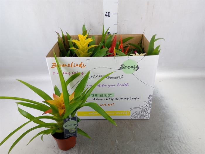 <h4>Bromelia   ...mix</h4>