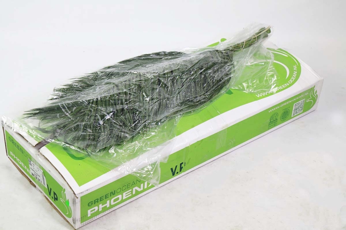 <h4>Phoenix VP Green Ocean</h4>