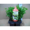 Buxus semp. Bush 6pack XL