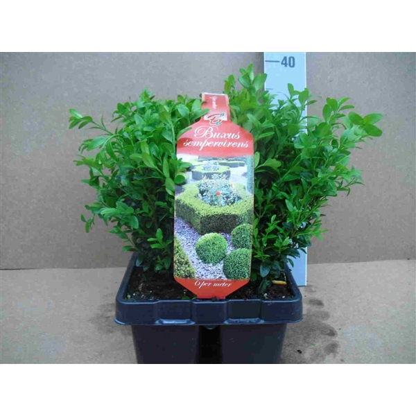 Buxus semp. Bush 6pack XL