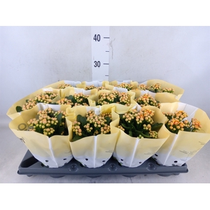 Kalanchoe   ...