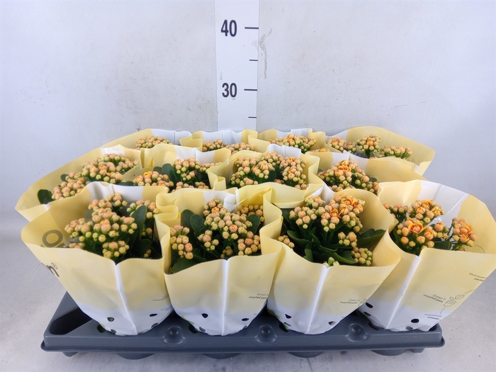 <h4>Kalanchoe   ...</h4>