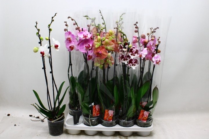 <h4>PHAL GEM 7 KL</h4>