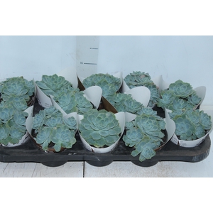 ECHEVERIA PEACOK P11