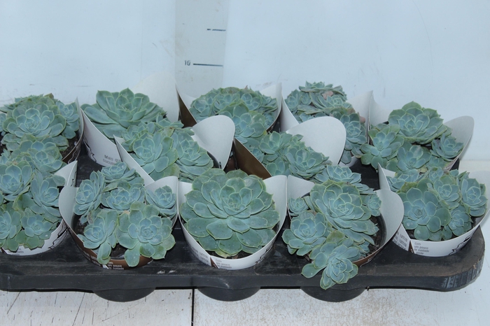 <h4>ECHEVERIA PEACOK P11</h4>