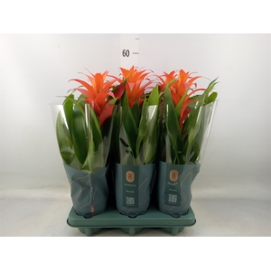 Guzmania  'Suerte Orange'