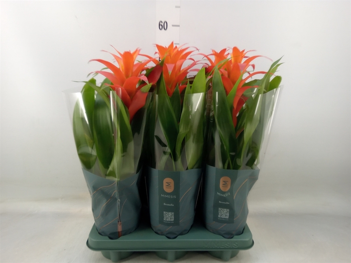 <h4>Guzmania  'Suerte Orange'</h4>