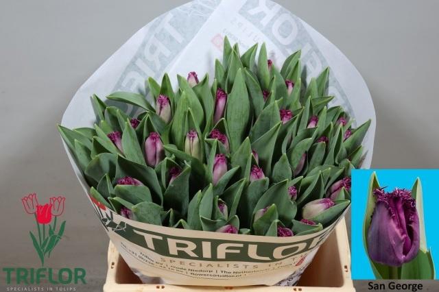 <h4>TU FR SAN GEORGE</h4>