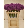 Allium Globemaster
