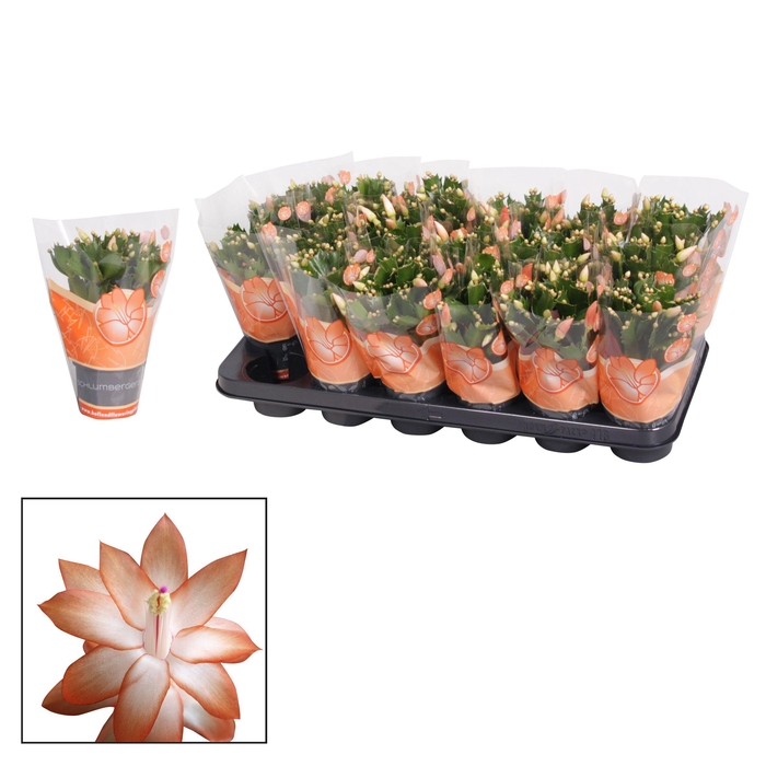 <h4>Schlumbergera - 9 cm - Orange (Christa)</h4>