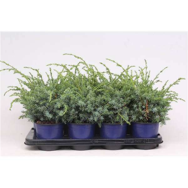 <h4>Juniperus chinensis 'Blue Alps'</h4>