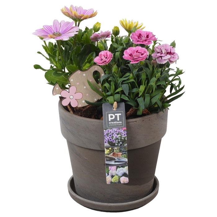 <h4>Arr.   Perkplanten L%</h4>