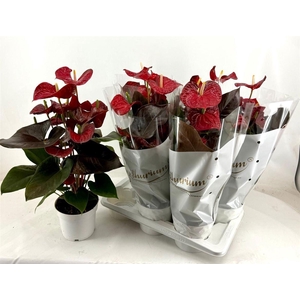 Anthurium (Andreanum Grp) Coral Champion