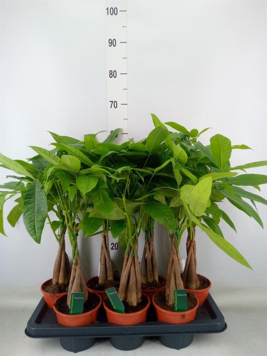 <h4>Pachira aquatica</h4>