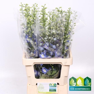 DELPH DU AURORA BLUE