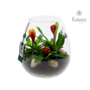 Green Bottle Abby Large met Bromelia 3pp