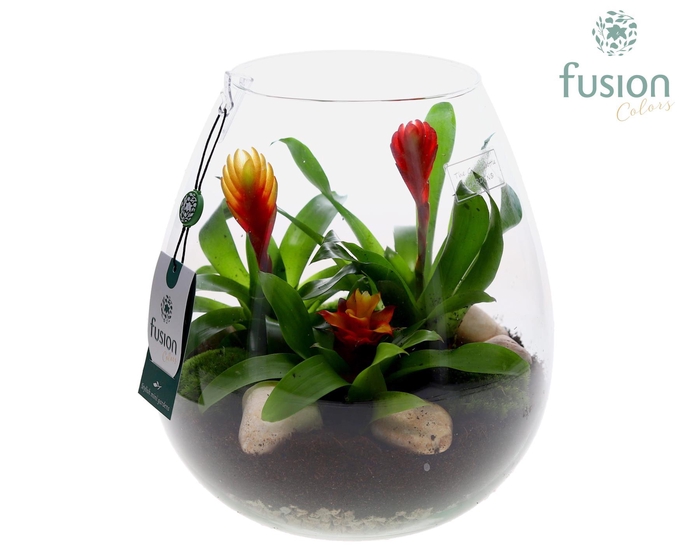 <h4>Green Bottle Abby Large met Bromelia</h4>