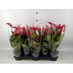 Anthurium  'Banderola Lava'