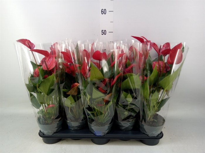 <h4>Anthurium  'Banderola Lava'</h4>