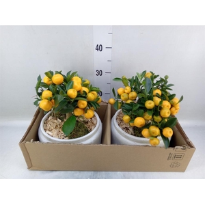 Arr.   Tuinplanten H%