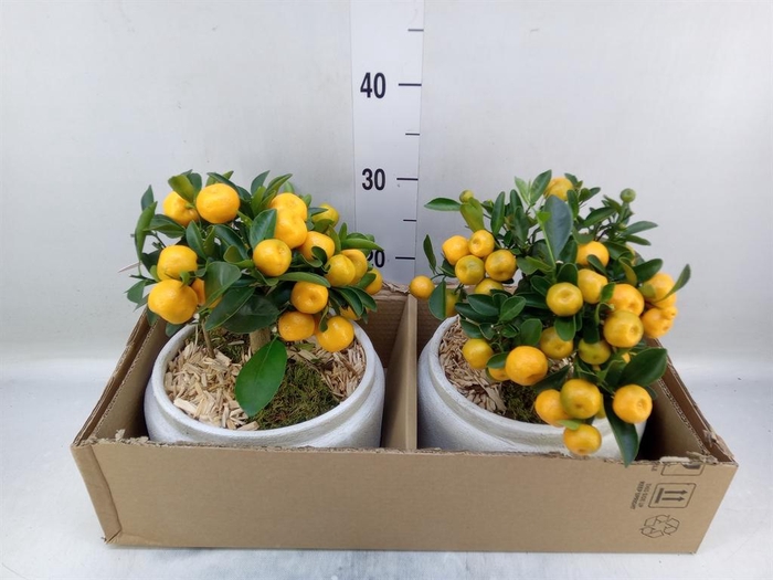 <h4>Arr.   Tuinplanten H%</h4>