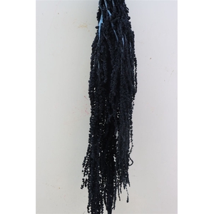 Pres Amaranthus Caud Antracite Bunch