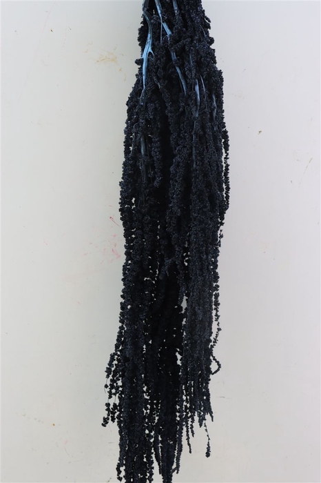 <h4>Pres Amaranthus Caud Antracite Bunch</h4>