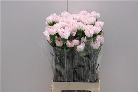 <h4>Di St Yukari Cherry</h4>